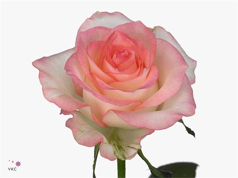 Vrtnica Jumilia Impatiens c1780