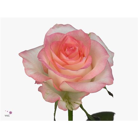 Vrtnica Jumilia Impatiens c1780