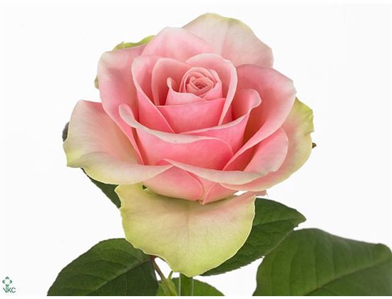 Vrtnica La Belle c1781