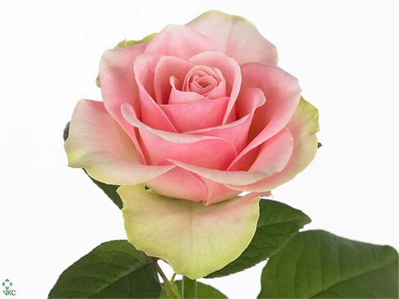 Vrtnica La Belle c1781