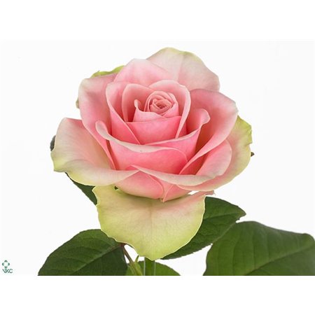 Vrtnica La Belle c1781