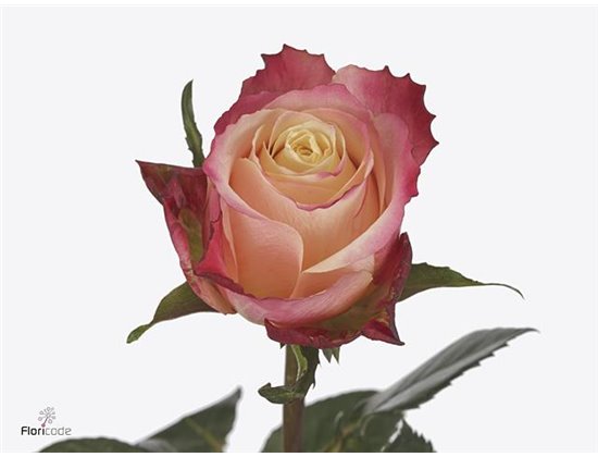 Vrtnica Magique c1784