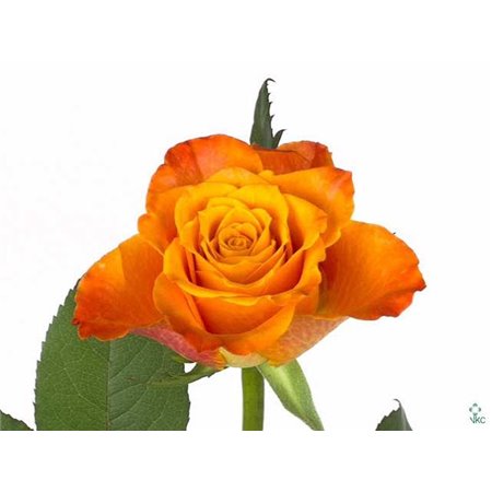 Vrtnica Majestic Athena c1786