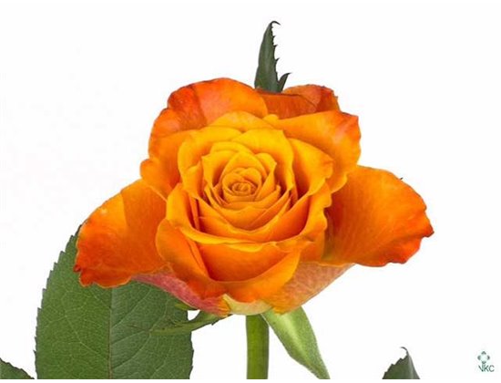 Vrtnica Mariyo c1787