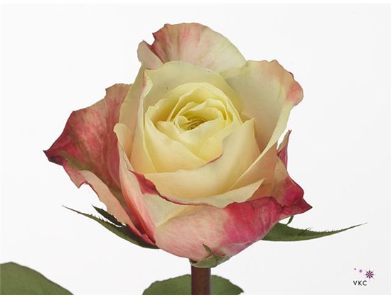 Vrtnica Marosa c1788