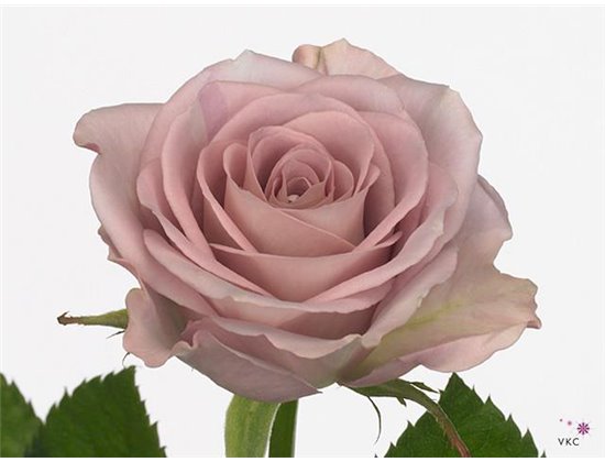 Vrtnica Memory Lane c1790