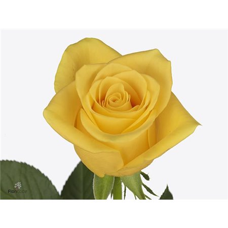 Vrtnica Momentum c1796