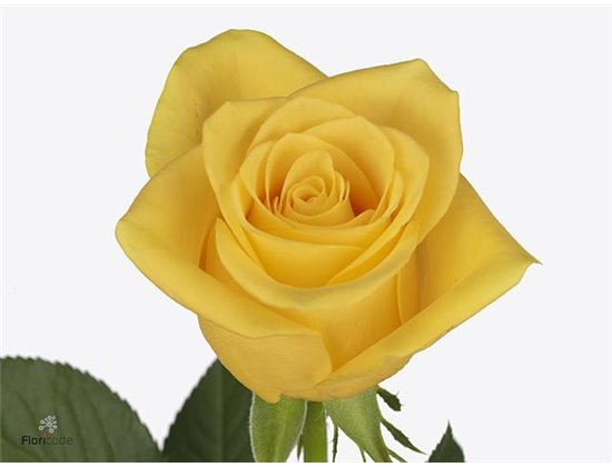 Vrtnica Momentum c1797