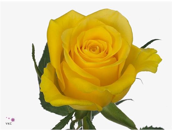 Vrtnica Moonwalk c1800