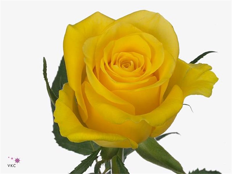 Vrtnica Moonwalk c1800