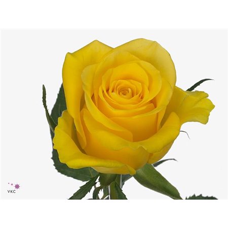 Vrtnica Moonwalk c1801