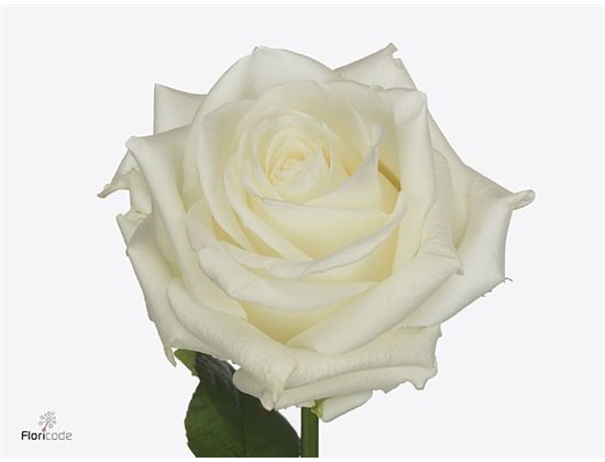 Vrtnica Noelia c1802