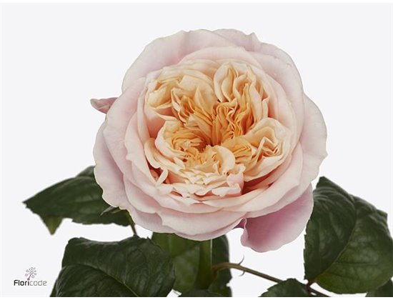 Vrtnica Notting Hill c1803