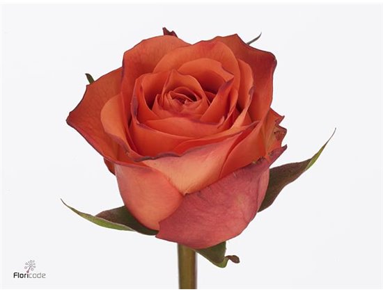 Vrtnica On Fire c1806