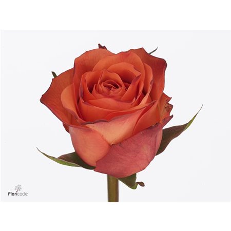 Vrtnica On Fire c1806