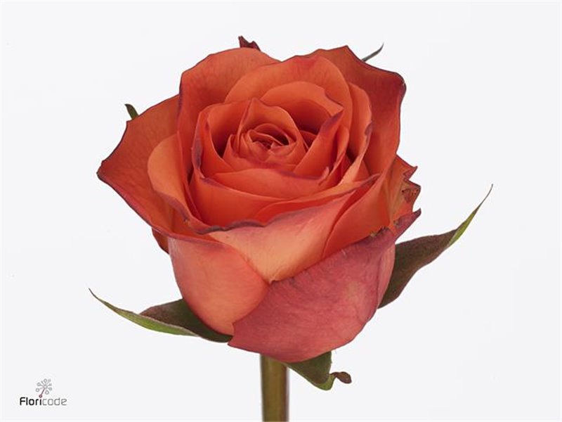 Vrtnica Orange Wave c1807