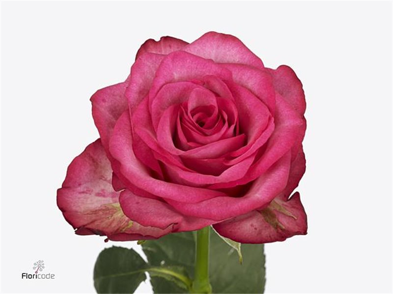 Vrtnica Paloma Royale c1810