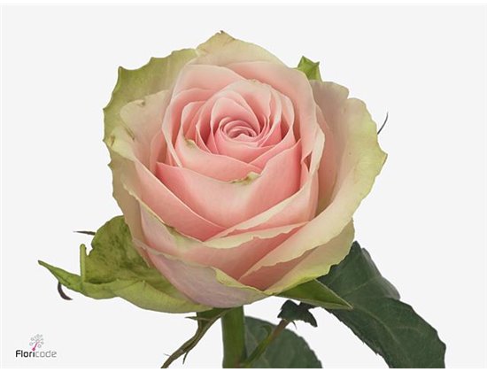 Vrtnica Pink Athena c1813