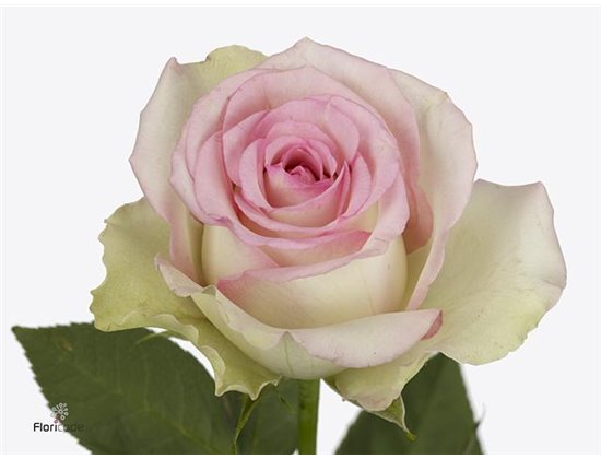 Vrtnica Pink Athena c1814