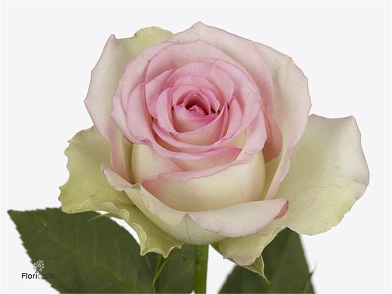 Vrtnica Pink Athena c1814