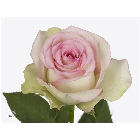 Vrtnica Pink Athena c1814