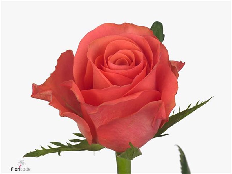 Vrtnica Pink N Pretty c1817