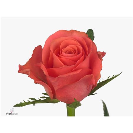 Vrtnica Pink N Pretty c1817