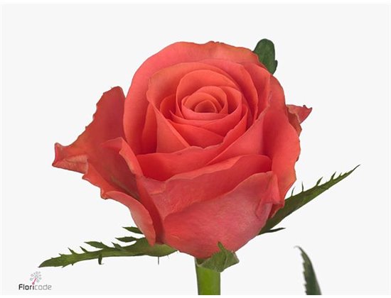 Vrtnica Pink Tacazzi c1818