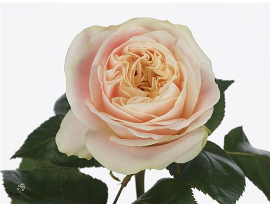 Vrtnica Priscilla X L c1819