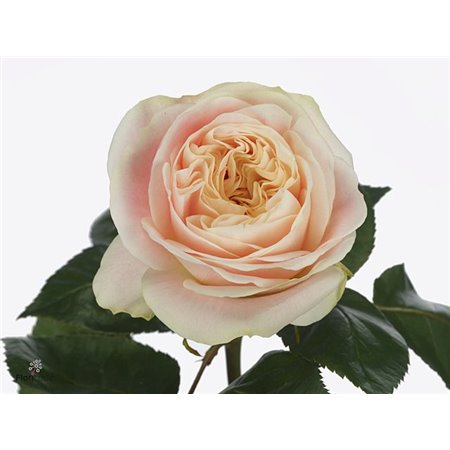 Vrtnica Priscilla X L c1819