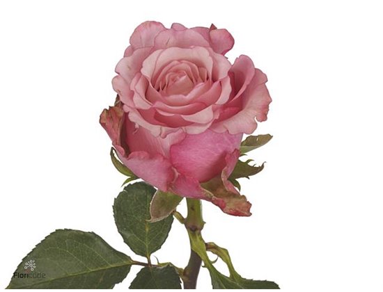 Vrtnica Ramonda c1821