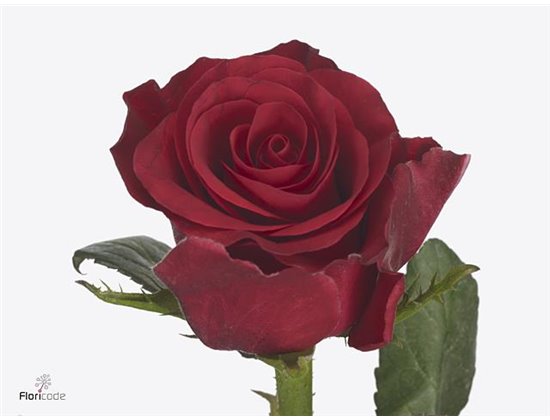 Vrtnica Red Tacazzi c1839