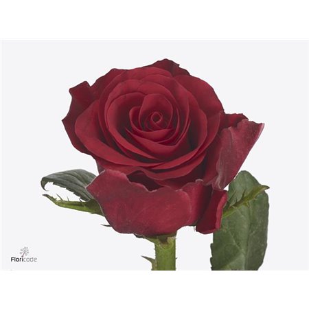 Vrtnica Red Tacazzi c1839