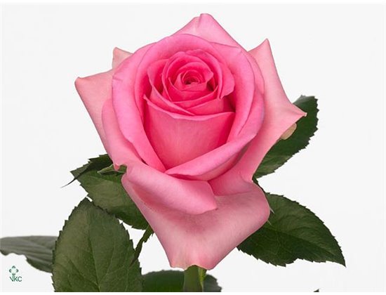 Vrtnica Revival c1841