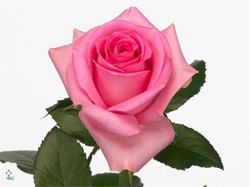 Vrtnica Revival c1841