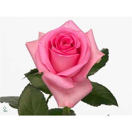 Vrtnica Revival c1841