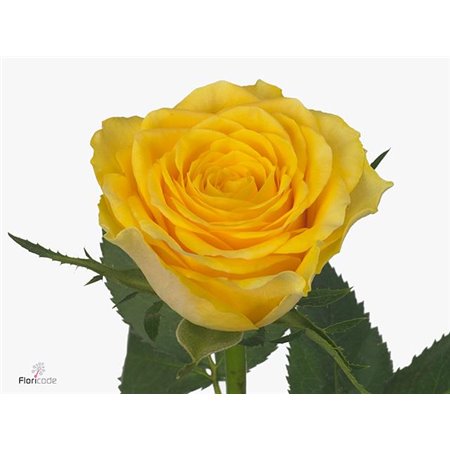 Vrtnica Smokey Eyes c1842