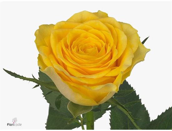 Vrtnica Solero c1843