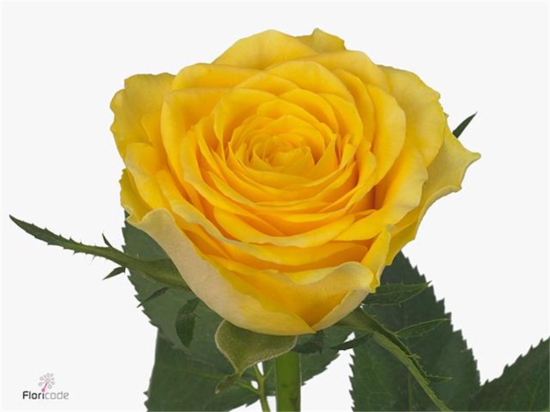 Vrtnica Solero c1843