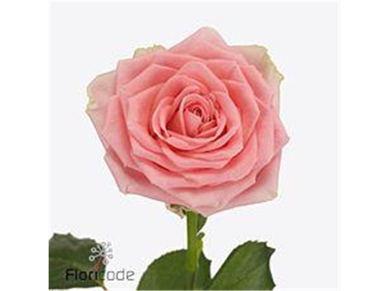 Vrtnica Sophia Loren Allure c1844