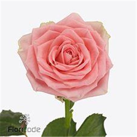 Vrtnica Sophia Loren Allure c1844