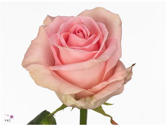 Vrtnica Sweet Dolomiti c1852