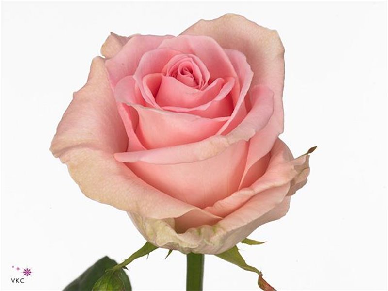 Vrtnica Sweet Dolomiti c1853