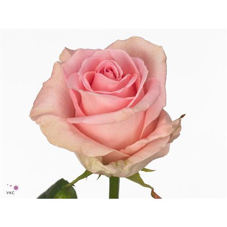 Vrtnica Sweet Dolomiti c1853