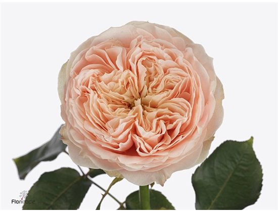 Vrtnica Sweet Harper c1854