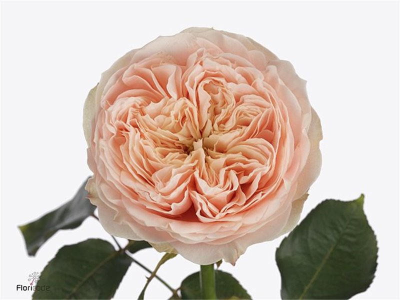 Vrtnica Sweet Harper c1854