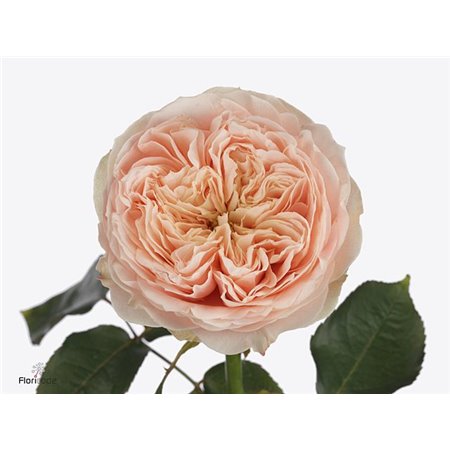 Vrtnica Sweet Harper c1854