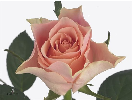 Vrtnica Sweet Horizon c1855