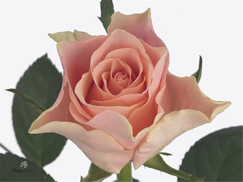 Vrtnica Sweet Horizon c1855