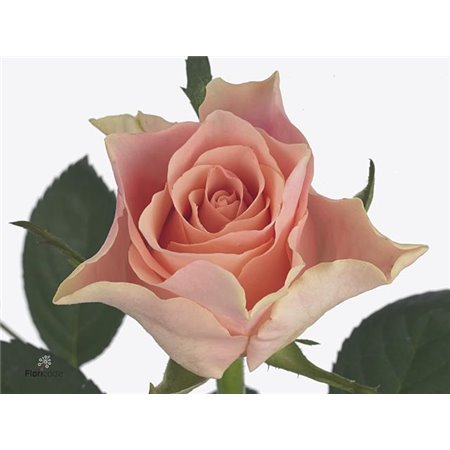 Vrtnica Sweet Horizon c1855